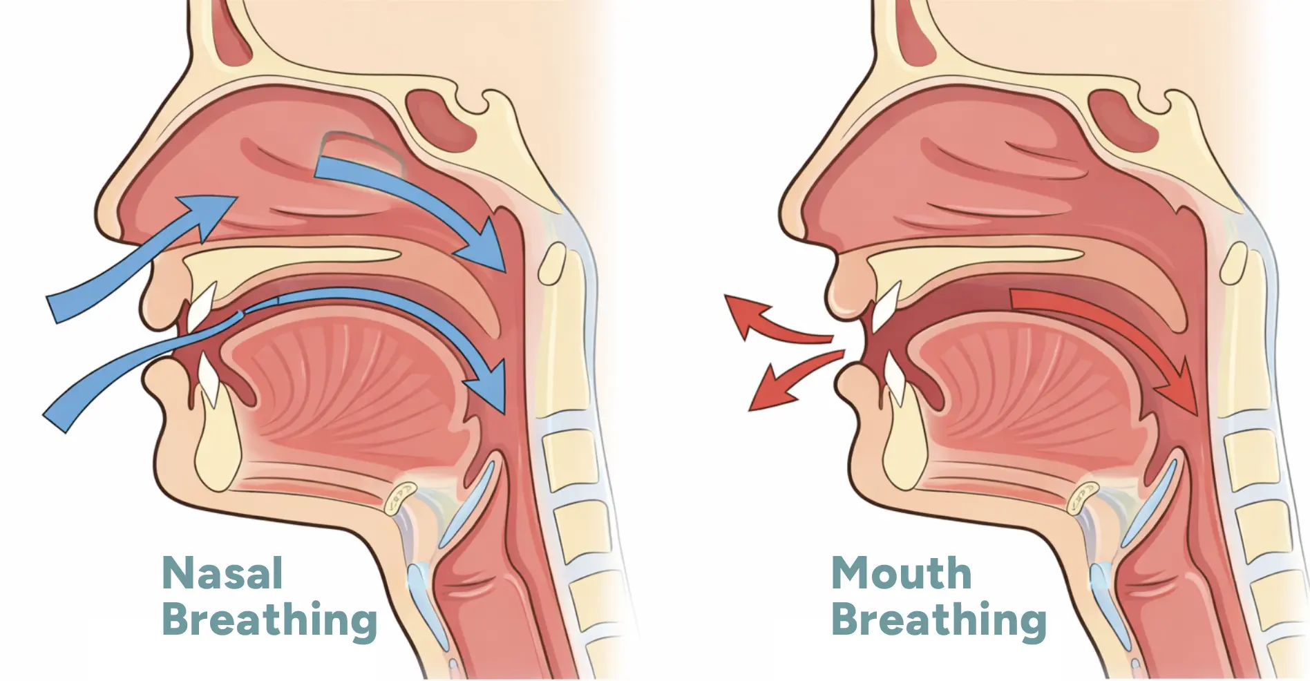 Illustration comparing nasal breathing and mouth breathing